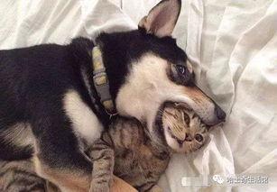 猫咪遥控爆料视频大全下载,盘点萌宠趣味视频大全  第1张